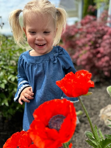 Poppy:poppies:2024