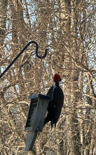 Screenshot 2026-01-28 at 9.59.23 AM